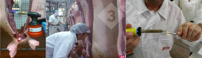 Figure 1: On-line evaluation of the carcass and at-line evaluation of the fat using the human nose.